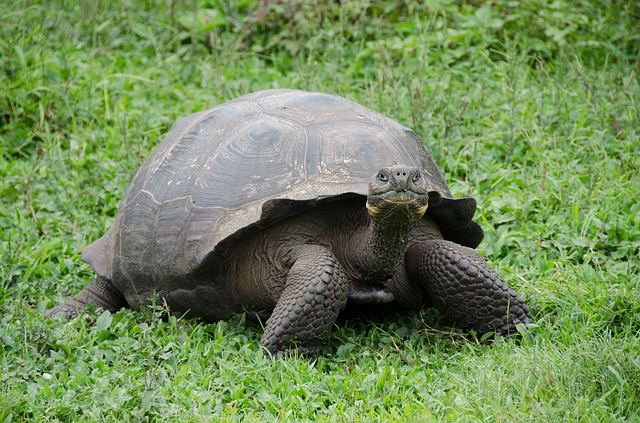 Visiting The Galapagos Islands When Is The Best Time To